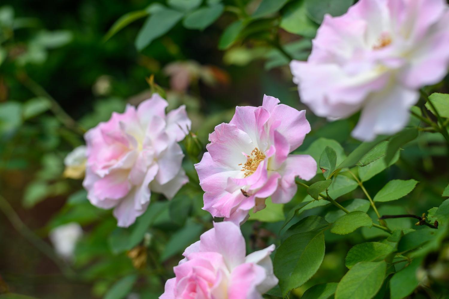 Country Rose Ξενοδοχείο Hluhluwe Εξωτερικό φωτογραφία
